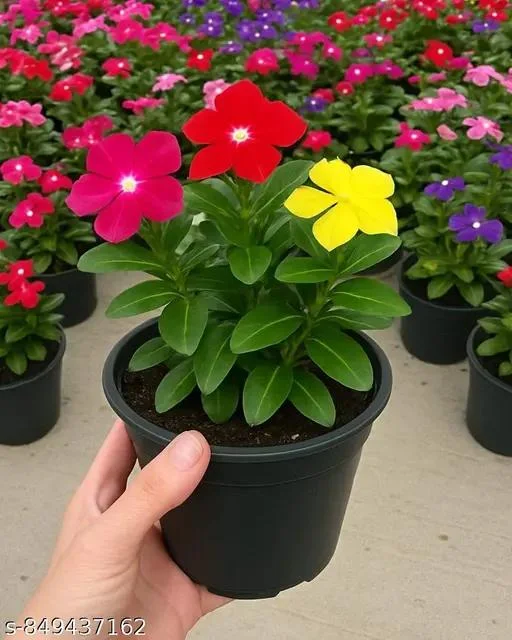 Vinca Rosea Periwinkle Catharanthus Roseus Nayan Tara. Multicolour Colour Flower Live Plant Thai Variety (pack Of 1). thumbnail 2